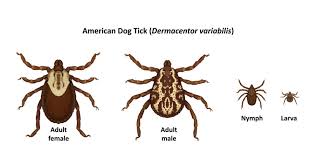 3 Common Ticks Every Pet Parent in the DMV Should Know About ...